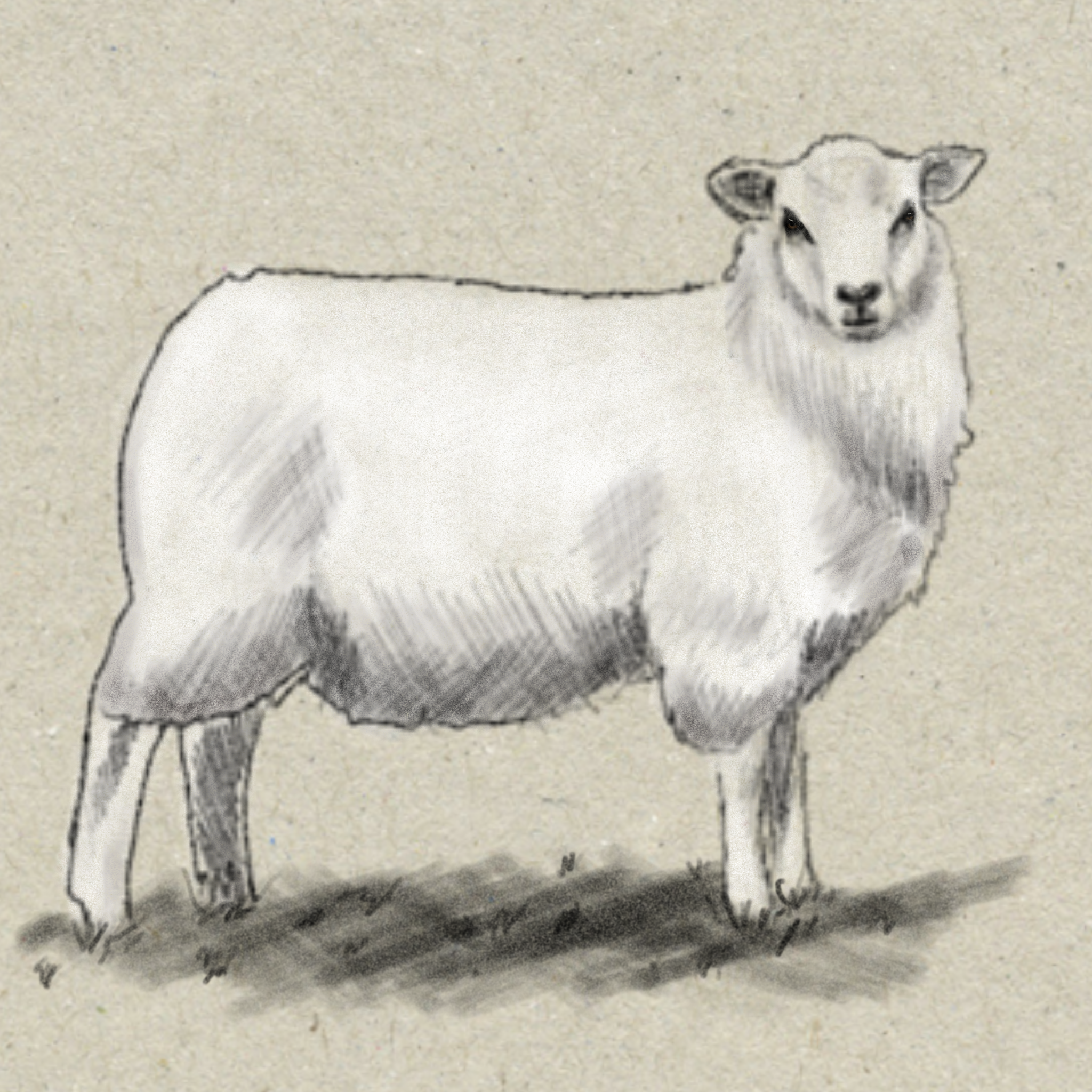 Ram Phenotype