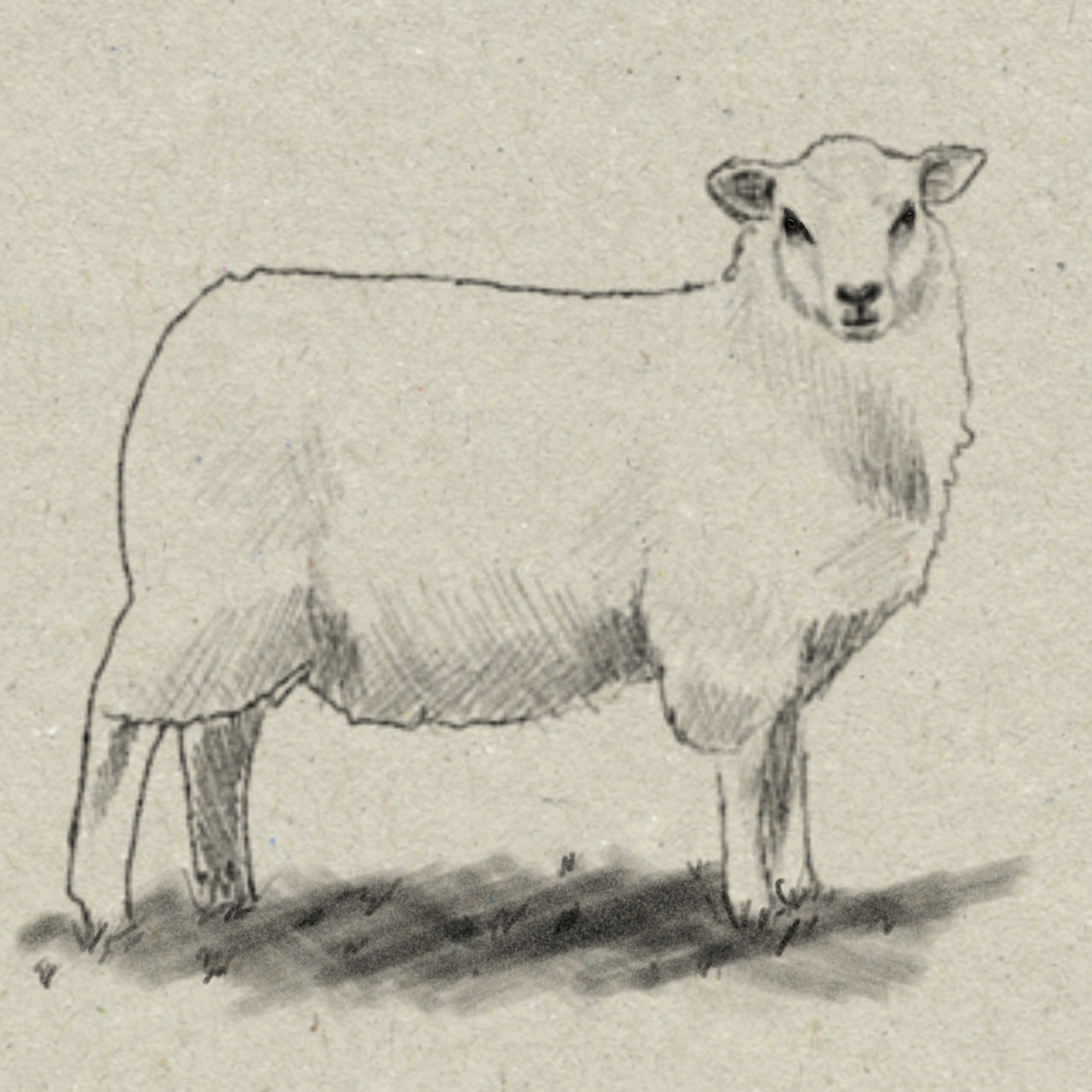 Shetland sheep